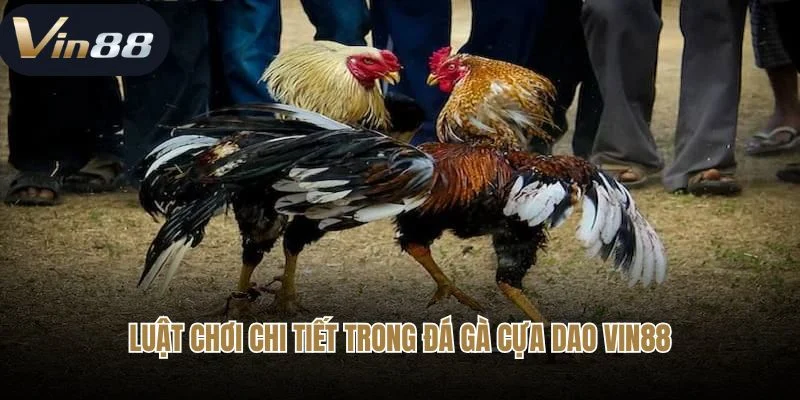 Luật chơi chi tiết trong đá gà cựa dao Vin88