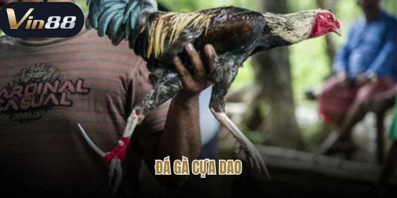 Sân Chơi Đá Gà Cựa Dao Vin88 Hàng Đầu Châu Á Hot Nhất 2025