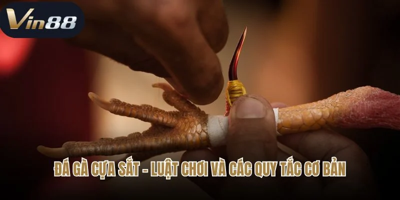 Đá gà cựa sắt - Luật chơi và các quy tắc cơ bản