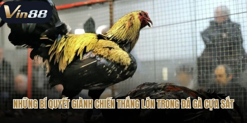 Những bí quyết giành chiến thắng lớn trong đá gà cựa sắt