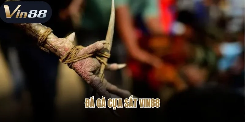Đá Gà Cựa Sắt Vin88 - Trải Nghiệm Sân Chơi Của Các Linh Kê