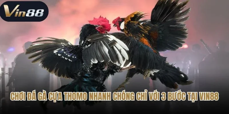 Chơi đá gà cựa Thomo nhanh chóng chỉ với 3 bước tại RED88