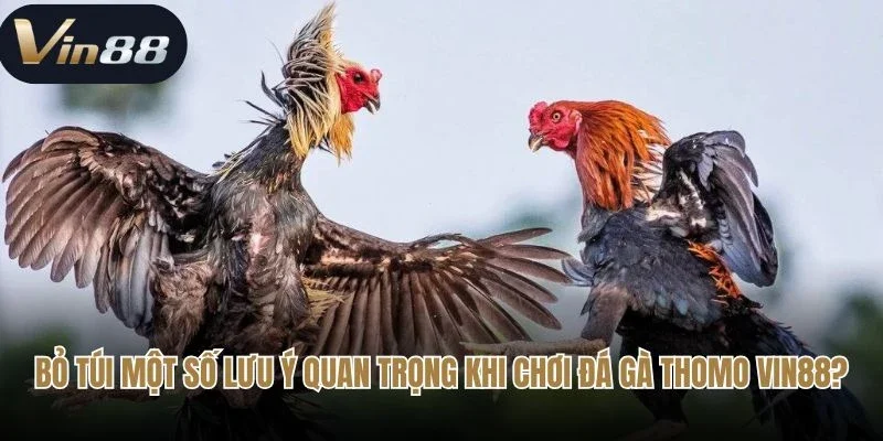 Bỏ túi một số lưu ý quan trọng khi chơi đá gà Thomo RED88?