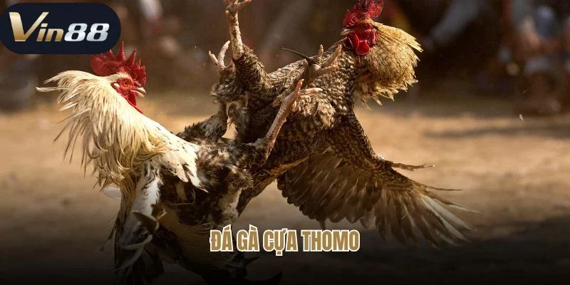 Đá Gà Cựa Thomo - Trải Nghiệm Sân Chơi Gà Chiến Hot Hit
